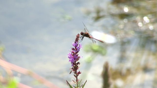 dragonfly on pond 01