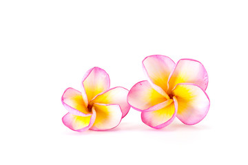 Fototapeta na wymiar Isolated image of plumeria flowers with white, pink and yellow colours in white background