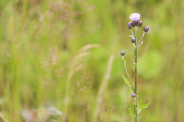 Inflorescence of a thistle close-up on a background of a blurred meadow grass.