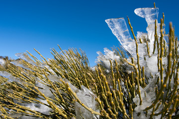 Ice on shrub, Teide national park, Tenerife, Spain