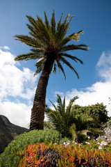 Fototapeta na wymiar Palm tree, Masca, Tenerife, Spain