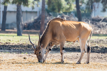 The impala (Aepyceros melampus) antelope looking for food on the ground in Safari park Ramat Gan,...