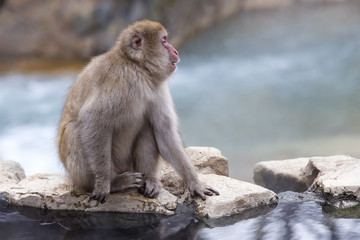 Snow Monkey  face in profile