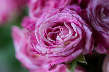 Close up of pink rose in bouquet. Isolated pink rose with blurred background