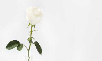 White rose in a glass vase on a white background