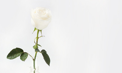 Obraz premium White rose in a glass vase on a white background