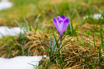 Crocus flower blooming in the spring, with a blurred background