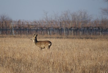Reh - Nationalpark Neusiedler See Seewinkel