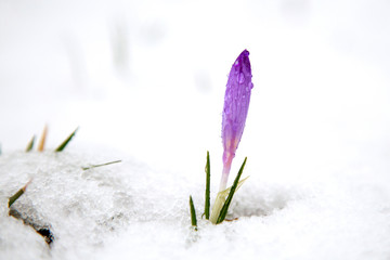Crocus flower blooming in the spring, with a blurred background