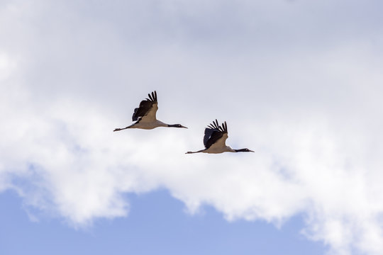 Pair of black-necked crane flying