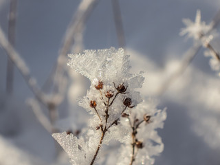 Close up of dried frozen seed heads covered with ice crystals 