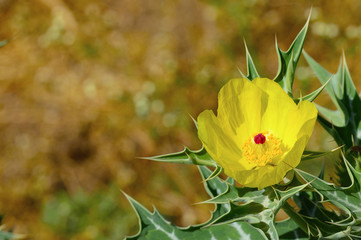 Yellow wild flower near Pune