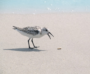 Sanderling (Calidris alba) looking for food on a sandy beach.
Single bird with an open beak on a bright sunny day on a light, smooth sand background.