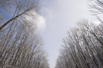 Winterlandschaft