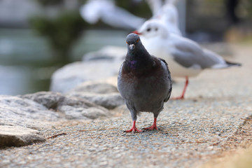 公園の鳩