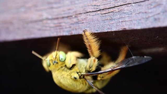 Tropical carpenter bee (Xylocopa latipes) on beam, macro view