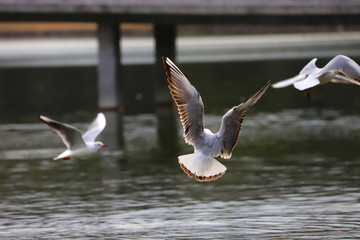 池から飛び立つカモメ