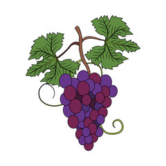 Fototapeta premium Grapes fruit symbol icon vector illustration graphic design