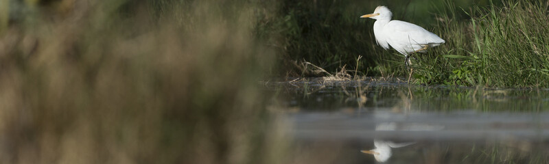 Cattle egret panorama