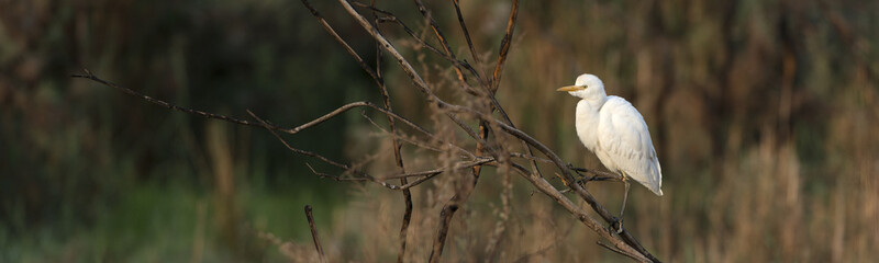 Cattle egret panorama