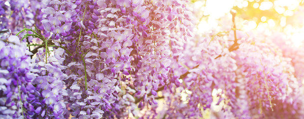 Wisteria flowers blossoming in purple color.