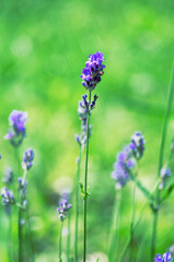 Delicate violet flowers of lavender