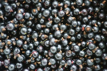 Sweet delicious berries for dessert