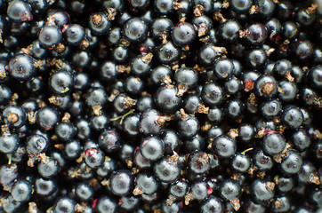 red currants growing on a branch of a bush on a sunny summer day