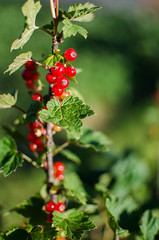 red currants growing on a branch of a bush on a sunny summer day