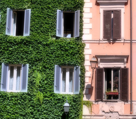 Italian building covered with ivy in Rome 