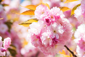 Flowering cherry in the spring.