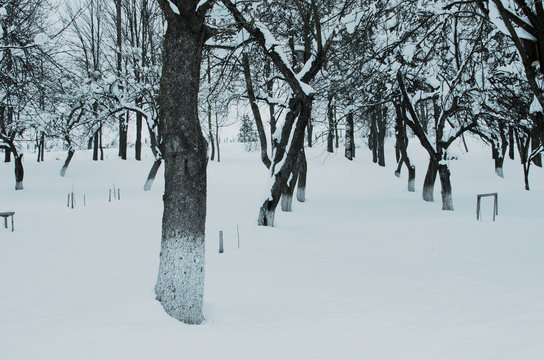 Fototapeta Landscape of winter nature with trees