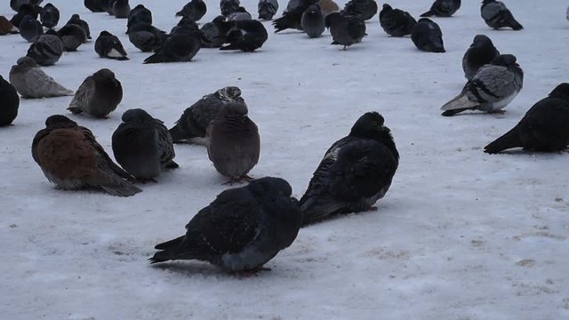 Pigeons eating bread. Pigeons eating bread on city street.