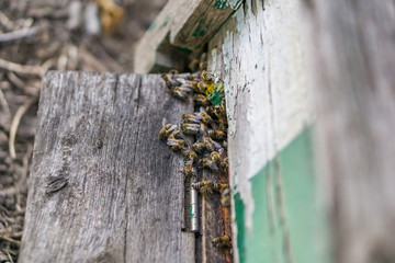 Close-up of the front of a beehive. Concept beekeeping. Shallow depth of focus. Copy space.