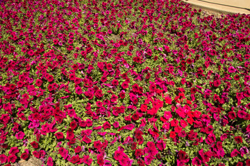 Kings park Perth city Australia