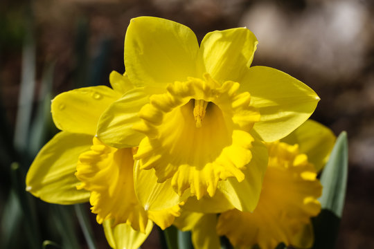 Früling Bilder – Durchsuchen 196 Archivfotos, Vektorgrafiken und Videos ...