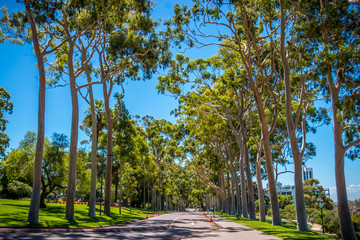 Obraz premium Kings park Perth city Australia
