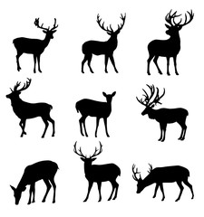 Obraz premium Deer Silhouettes
