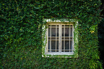 Fototapeta na wymiar white window near brick wall covering with mexican daisy. tridax procumbens, coatbuttons plant
