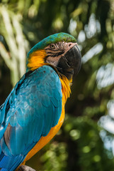 A closeup of a blue-and-yellow macaw. Ara is sitting on a branch and looking very attentively with its eyes. The bird is very bright in it's striking colors.
