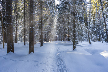 Sun rays throuh the snowy forest