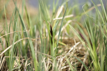 Green grass in early spring bokeh closeup