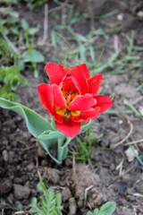 Tulip in the garden in spring