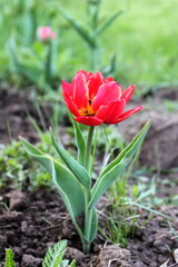 Tulip in the garden in spring