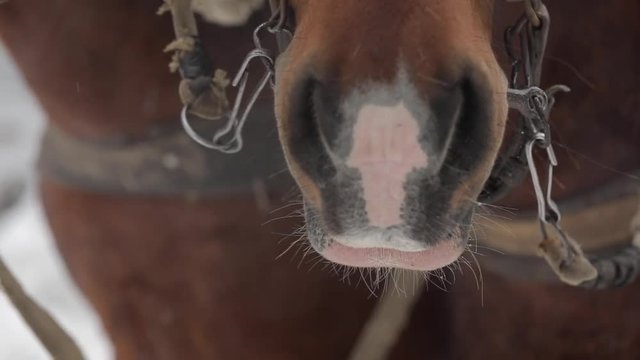 two horse muzzles close up in slow motion