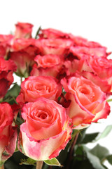 Close-up of a beautiful bouquet of pink roses. Isolated