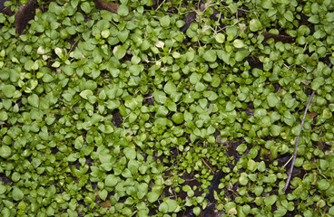 green grass isolated on white background