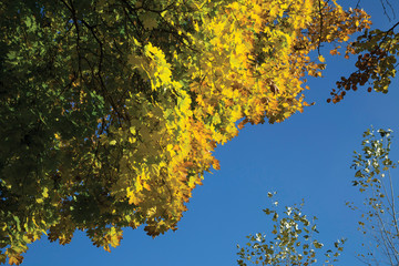 Gradient leaves from green to yellow in a early autumn on a blue sky background