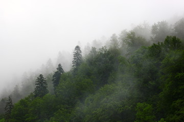Forest lanscape mountain diagonal on white background of fog and clouds after the rain 