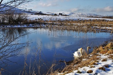 Bogton loch - Dalmellington